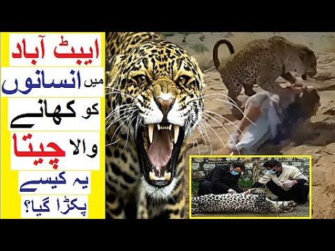 Human-Eater Leopard of Abbottabad - A Mysterious Case