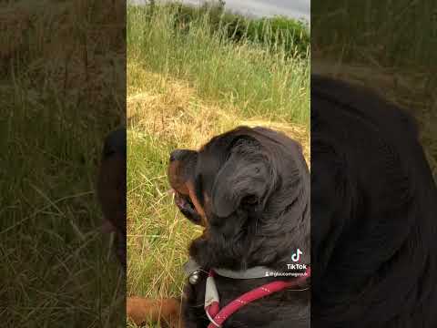 Dog Video #fyp #Labrador #Dog #DogVideo #DogTok #Rottweiler #DogTrend #TrendingSound