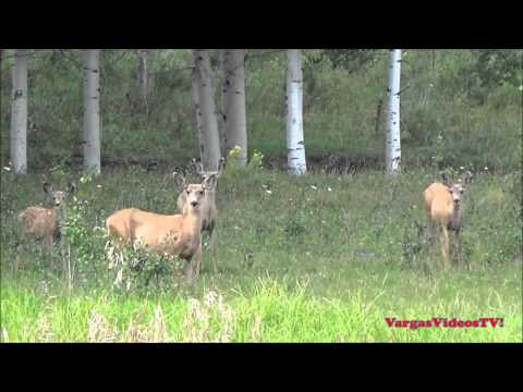 DEER LOOKING DIRECTLY AT US IN COLORADO!