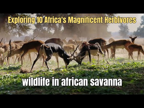 Exploring 10 Africa's Magnificent Herbivores | Wildlife in African Savanna