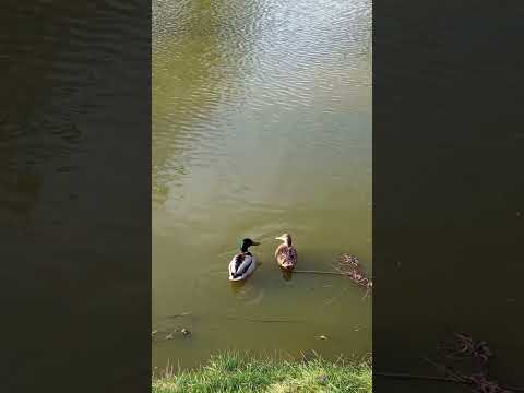 couple  #city #pond #ducks