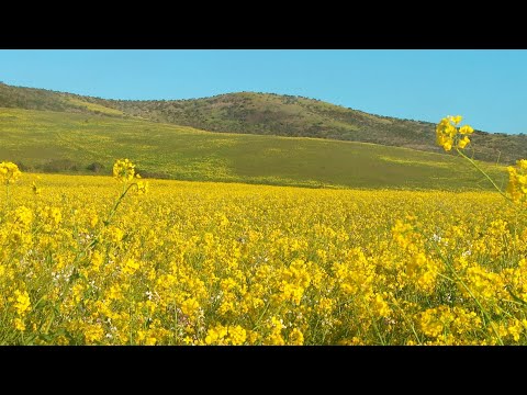 Springtime Flowers – 5 Hours of Beautiful Fields of Mustard Flowers