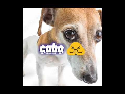 beibi cabo cabo perro a a folou