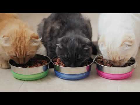 Hungry kittens meows and want to eat | Kitten Arnold steals food