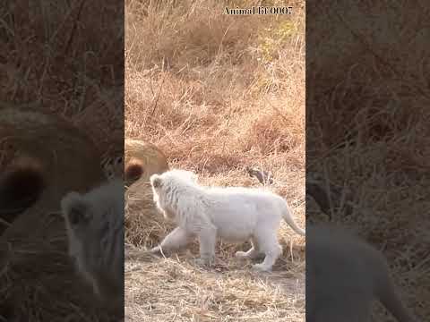 I saw a white lion cub for the first time in my life.#safari #life #beautiful#animal#big#love #0007