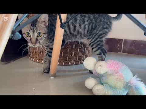 Morning with this  adorable kitten| cat relaxing video| playful kitten | mainecoon  #cat #funnycats