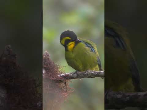 Gold-ringed Tanager #shorts