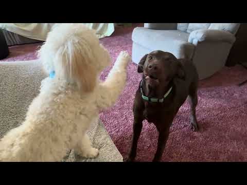 Dogs playing #youtubesearch#ytfeatures#youtubesubscribers#dogplaying#thezamorafilms#youtubevideo