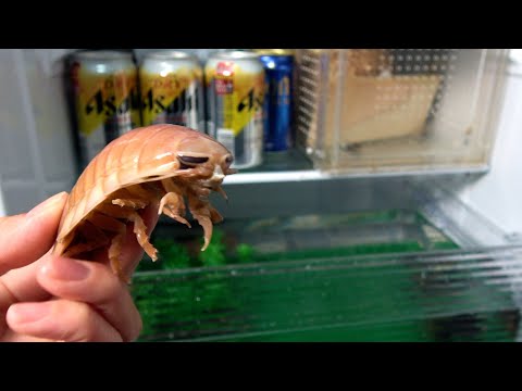 Man keeps giant isopod deep sea creature in refrigerator