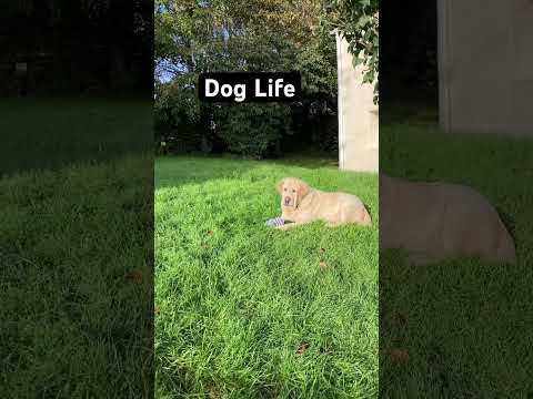 Dog Life #Fog #Dogs #DogLover #DogVideo #DogLife #Labrador #DogWalk #CuteDog #DogTok