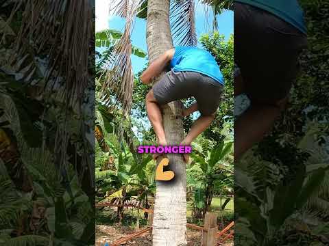 Philippines 🇵🇭 Tree climb part 2 #filipino #philippines