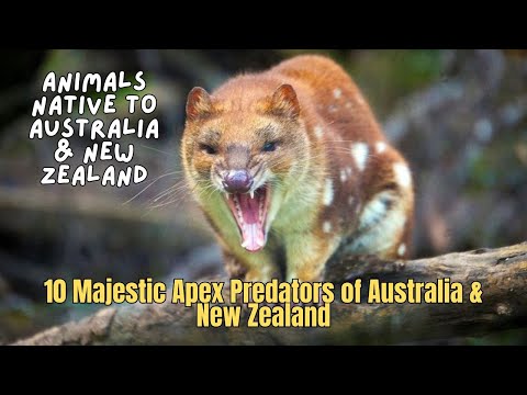 10 Majestic Apex Predators of Australia & New Zealand 🐭 Most Dangerous Australian Animals