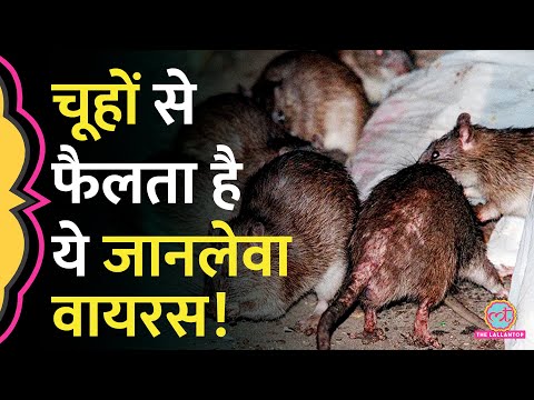 Rats से होने वाले ख़तरनाक Hantavirus से कैसे बचना है, डॉक्टर से जानिए