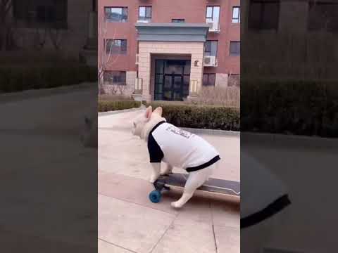 Dogs on skateboard #SHORTS