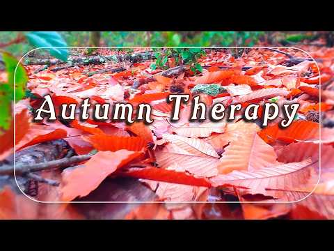 Autumn Therapy 🍂 Fall Leaves | Healing Frequency Autumn Forest Ambience Meditation 🍂🍄🌰 Fall Foliage