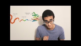 Protein synthesis (Transcription and Translation)