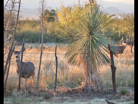 Chiricahua Mountain water tank in south east Arizona, along the creek. Lions, Bears & more.