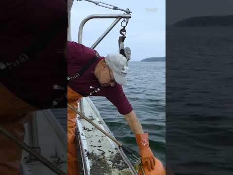 #Maine traps about 100 million pounds of #lobster a year. #seafood