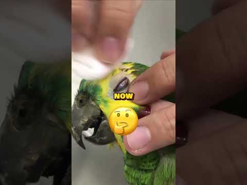 Vet Was Surprised By What The Parrot Did! (📸: @vanessaviude /TT)