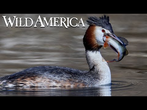 Wild America | S2 E8 Wild Wings | Full Episode HD