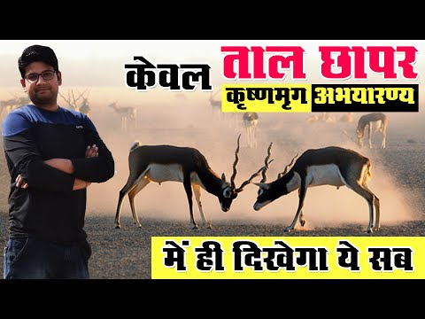 ताल छापर की रोचक यात्रा | Wild Life of Tal Chhapar Sanctuary, Churu Rajasthan