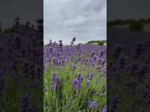 In the Lavender fields💜 #shalushanty #travel #uklife #lavender #flowers #uk #hitchin #scenery #viral