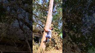 BEST FUNNY MOMENTS IN COCONUT TREE #shorts