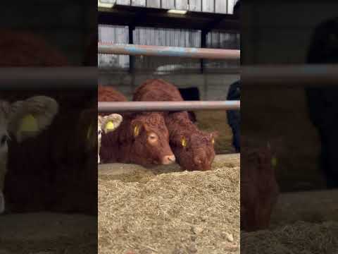 Just some cows enjoying there feed #shortsvideo #cows #cowshed