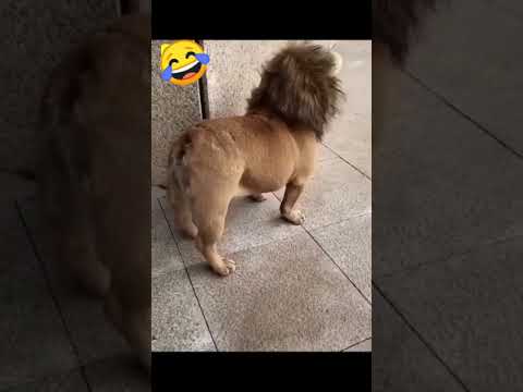 #Shorts  🐾 Shorts Funny Animals 😹 Shorts Animals