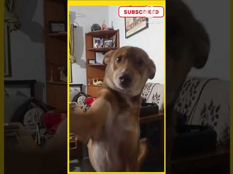 Take my picture yaar mera ek photo khinch de #dogsfunnyvideo #dogsviralvideo #khinchmeraphoto #short