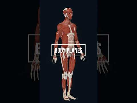 Body planes in human anatomy 3d illustration #anatomy #anatomyandphysiology