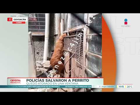 Policías salvaron a perrito atorado en una ventana en la CDMX | Noticias con Crystal Mendivil