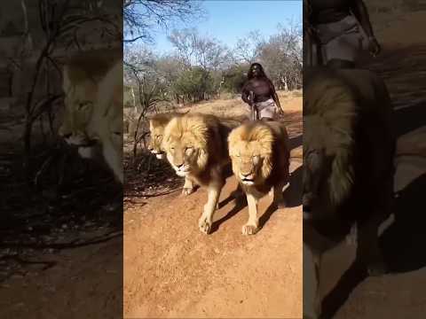 A woman is carrying three male lions like they are goats.#animal #world Life #life #big#