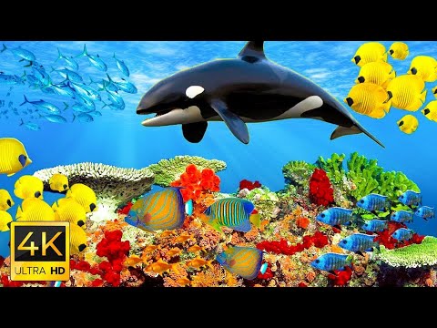 Aquarium 4K VIDEO (ULTRA HD) - Sea Animals With Relaxing Music - Rare & Colorful Sea Life Video