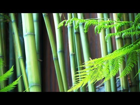 Zen Garden - Bamboo.- Mindfulness, Calming, Meditation