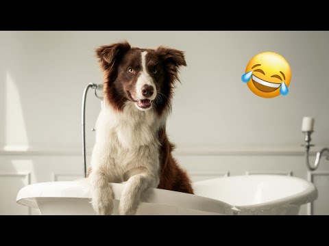 You Laugh You Lose! Funniest Cats and Dogs That Melt Hearts 🥰