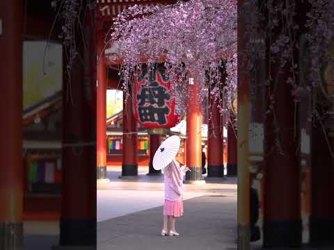 Cherry blossoms in Asakusa, Tokyo #shorts #cherryblossoms #asakusa #tokyo