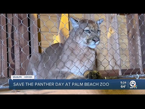 Save the Panther Day at Palm Beach Zoo