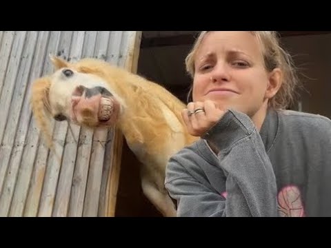 Cats, Dogs, Monkey, Duck, And All Animals in this video😂😂😂 | Funny Animals Video 2025 😘😘