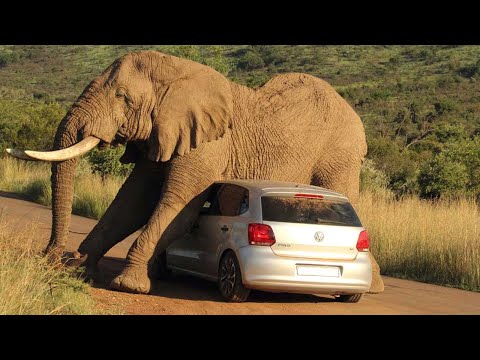 Tragic ! 51 Terrifying Moments When Animals Collide With Trains And Cars