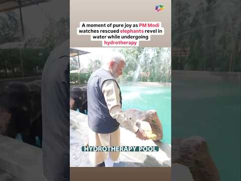 A moment of joy as PM Modi watches rescued elephants revel in water while undergoing hydrotherapy