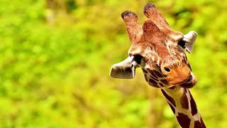 Best Giraffe Videos Compilation 🦒😂 [Funny Pets]