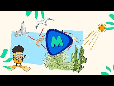 Food webs | MightyOwl Science | Kindergarten