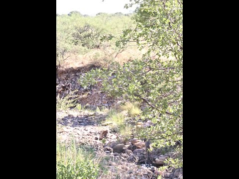 Young Coues white tail buck along the creek July 13 2024