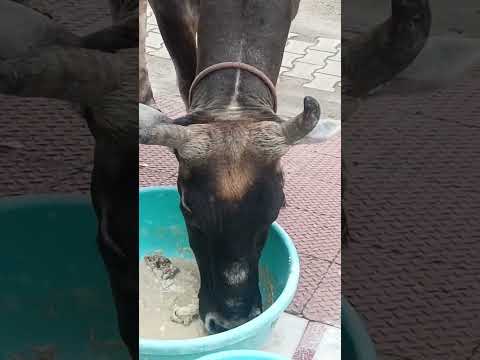 घर पर आई गऊ माता🙏#gaumata #gaumahima #gau #mata#gaumaa #krishna #gaushala #gausava