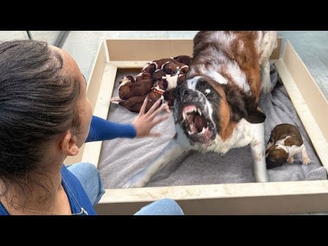 Huge Rescue Dog Gives Birth and Everything Goes Wrong..