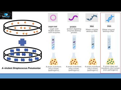 Discovery Of DNA As Hereditary Material/ Frederick Griffith's / MacCarty, Macleod, Avery Experiment