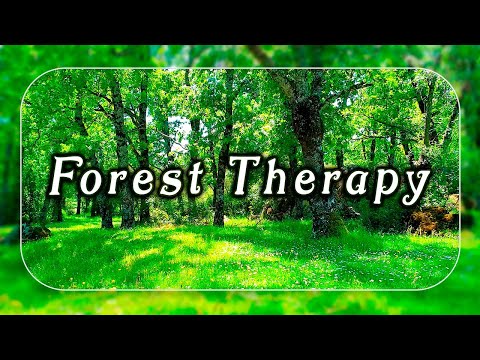 ☀️Fresh Morning Forest Therapy🌳☀️Healing Frequency Meditation to start your Day 🌳Nature Therapy