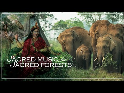 Sacred Music for Sacred Forests Concert 2024