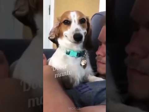 Funniest Animal Videos 😆 Try Not To Laugh Cats And Dogs 🤣 #funny #funnyvideo #viral #shorts